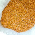 ভুট্টা (Corn)