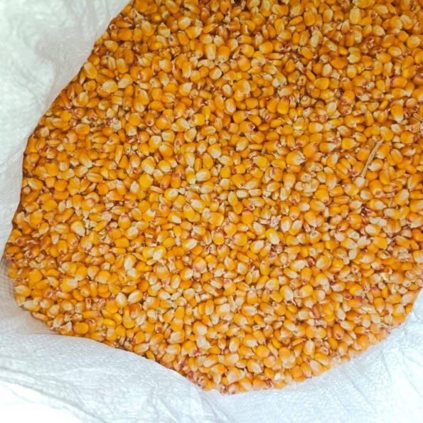 ভুট্টা (Corn
