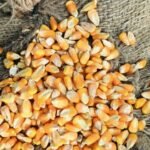 ভুট্টা (Corn)