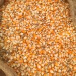 ভুট্টা (Corn)