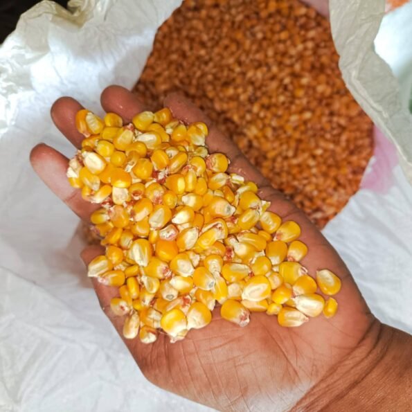 ভুট্টা (Corn)