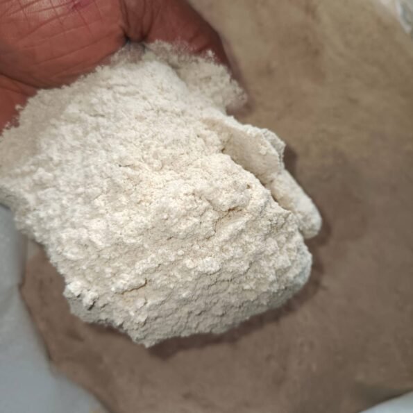 গম (Wheat)