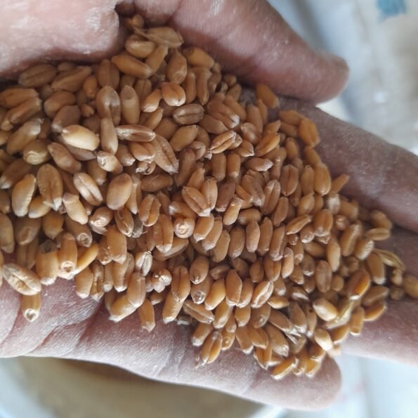 গম (Wheat)