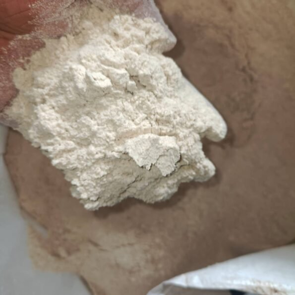 গম (Wheat)