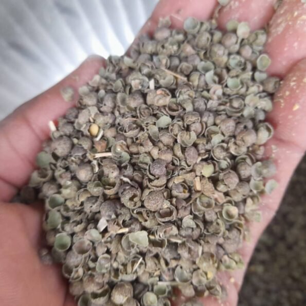 মটরের ভূসি Peas Husk