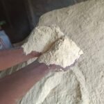 গম (Wheat)
