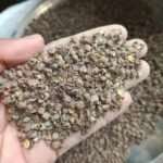 খেসারির ভূসি (Khesari Husk)